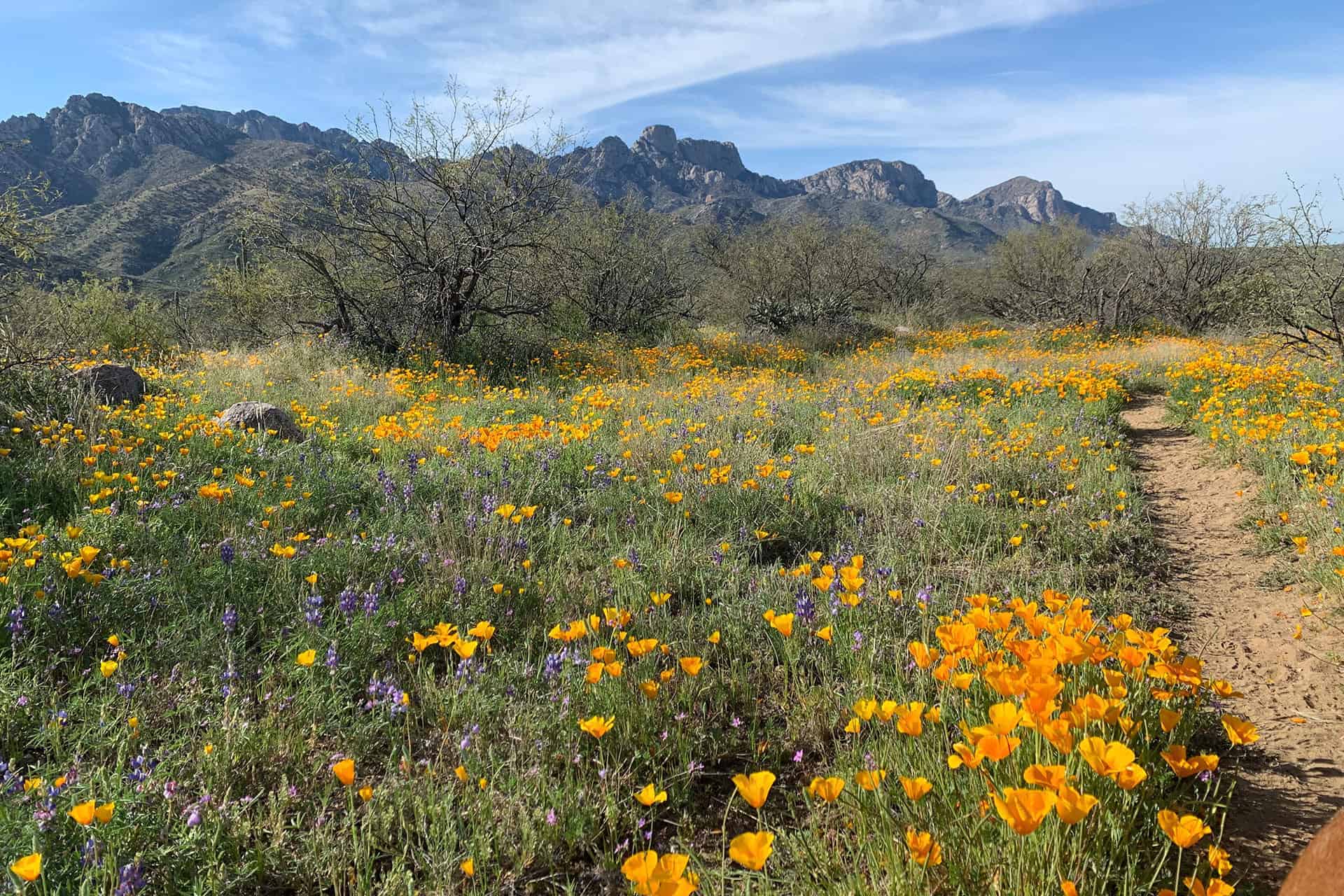A wide field of orange poppies and purple lupine with the Santa Catalina Mountains and a dirt trail beyond