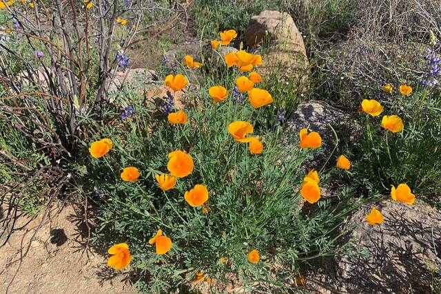 A cluster of bright orange California poppies blooming among rocks and purple lupine