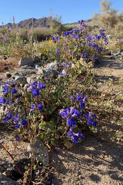 A dense cluster of bright blue-purple desert bell flowers blooming in the sand