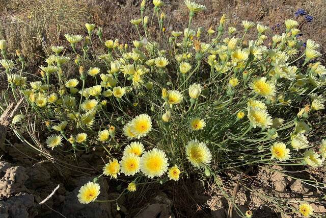 Clusters of yellow desert wildflowers blooming on rocky ground