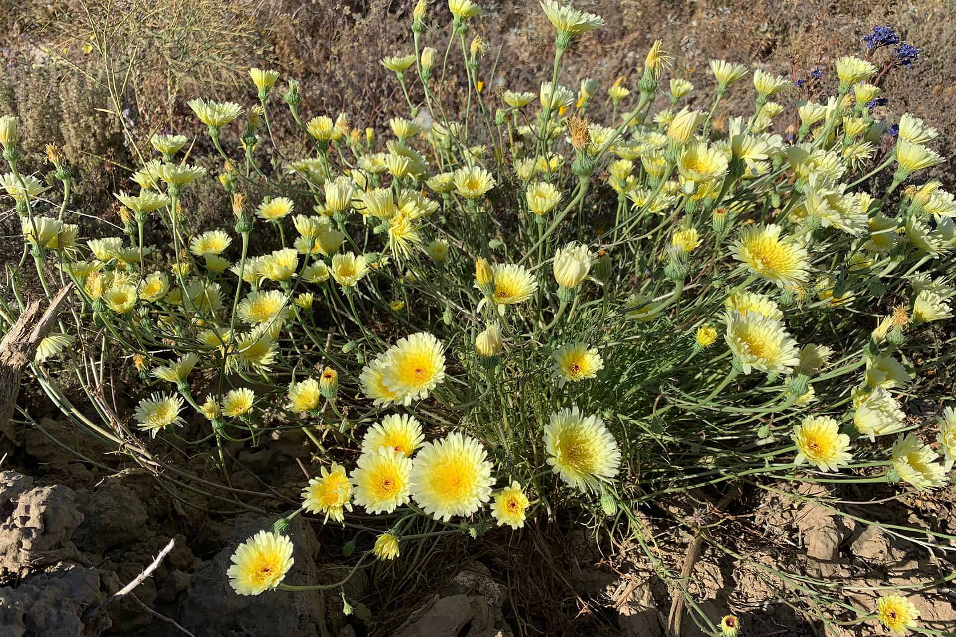 Clusters of yellow desert wildflowers blooming on rocky ground