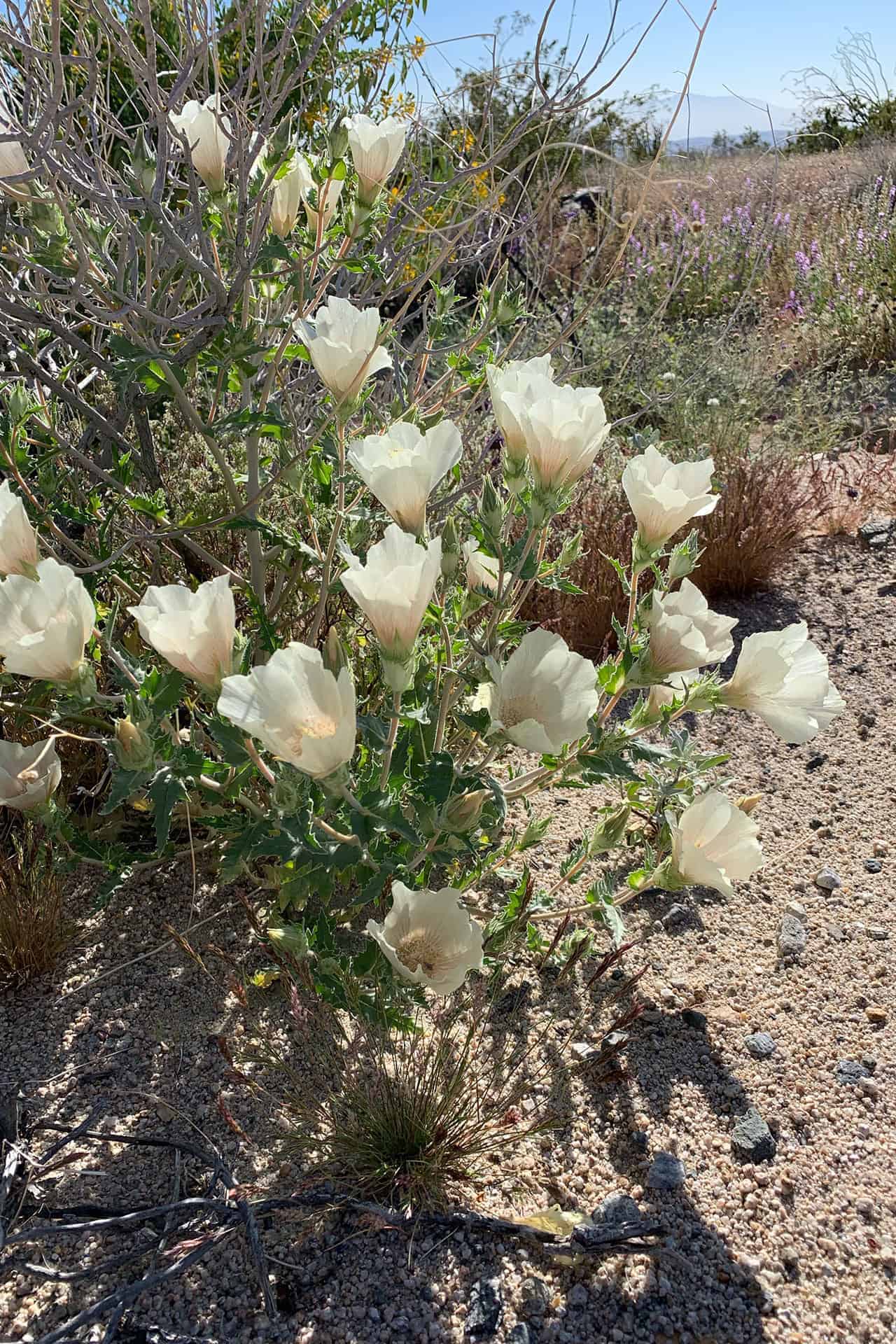 A shrub of pale cream desert mallow flowers blooming with distant mountains behind