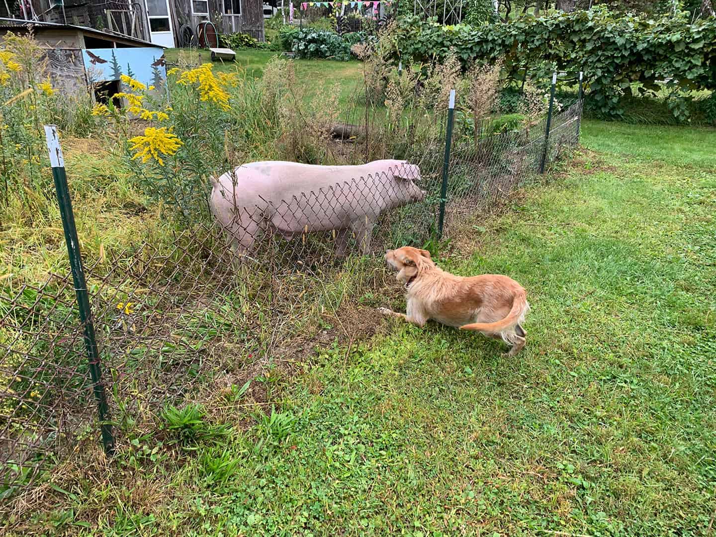 Teddy and a pig greeting each other through the fence at Home Range Winery