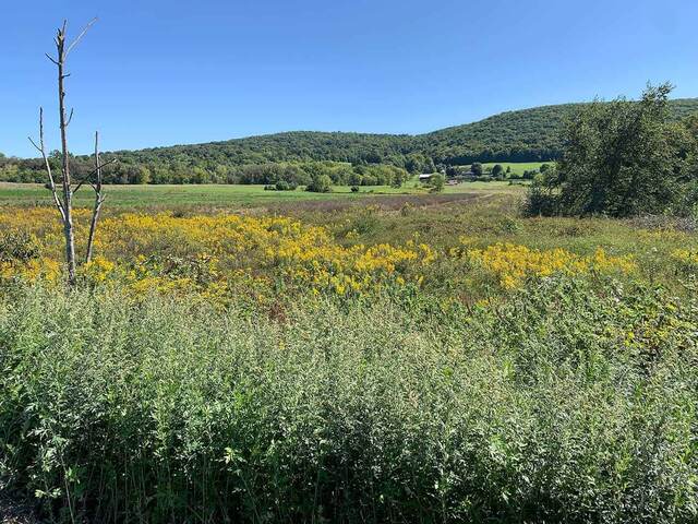 A meadow of goldenrod leading toward wooded hills on the Liberty Loop Trail