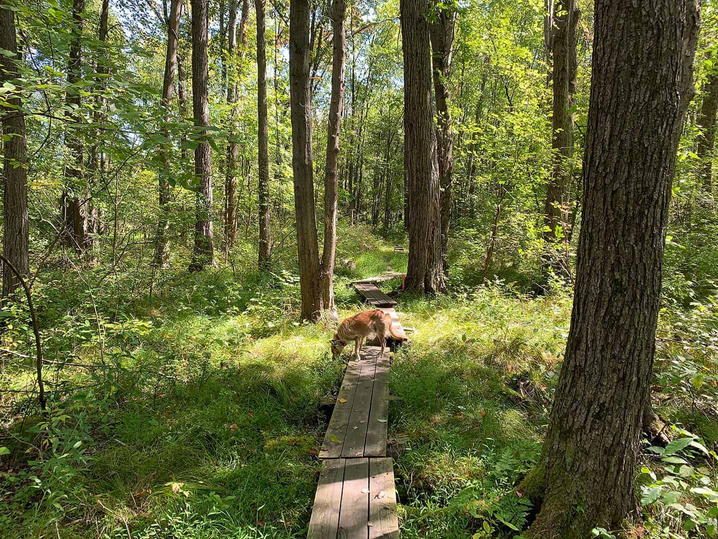 Teddy exploring a wooden boardwalk through the forest on the Liberty Loop Trail