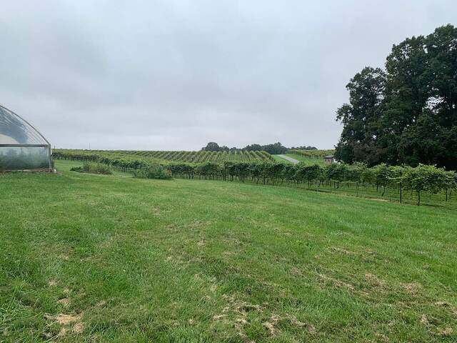 Vineyard rows under a cloudy sky at Sanders Ridge Winery