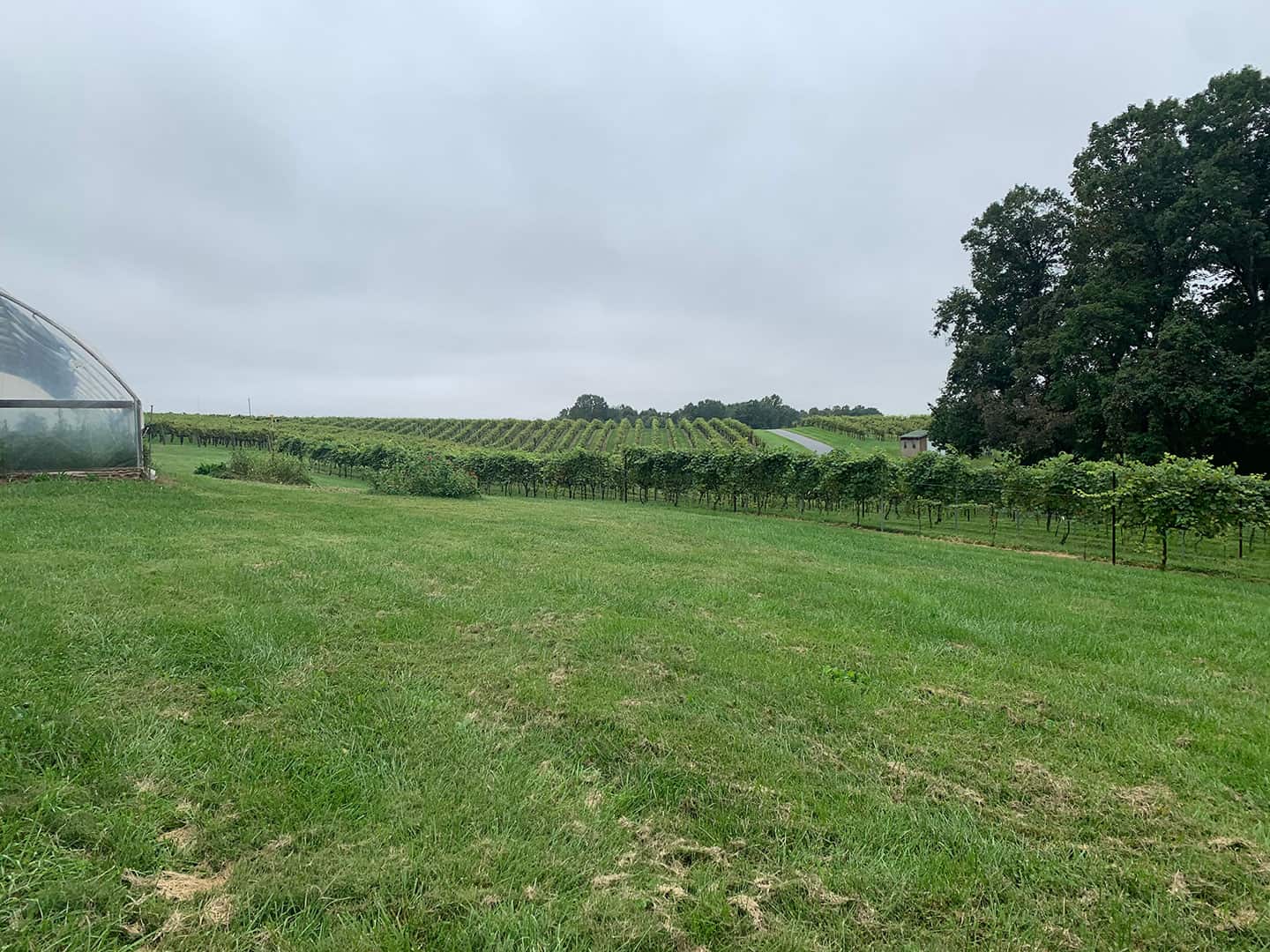 Vineyard rows under a cloudy sky at Sanders Ridge Winery