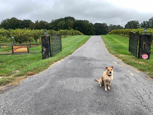 Teddy sitting on the entrance drive beneath the Sanders Ridge Vineyard & Winery sign