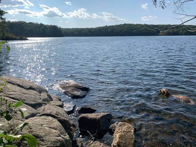 Teddy swimming in the lake at Wawayanda State Park, rocks in the foreground