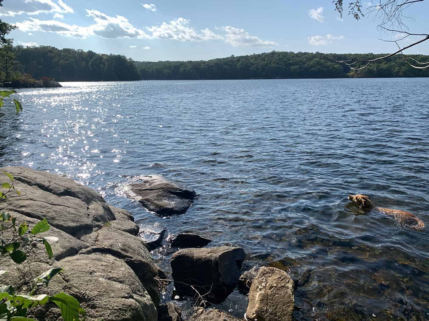 Teddy swimming in the lake at Wawayanda State Park, rocks in the foreground