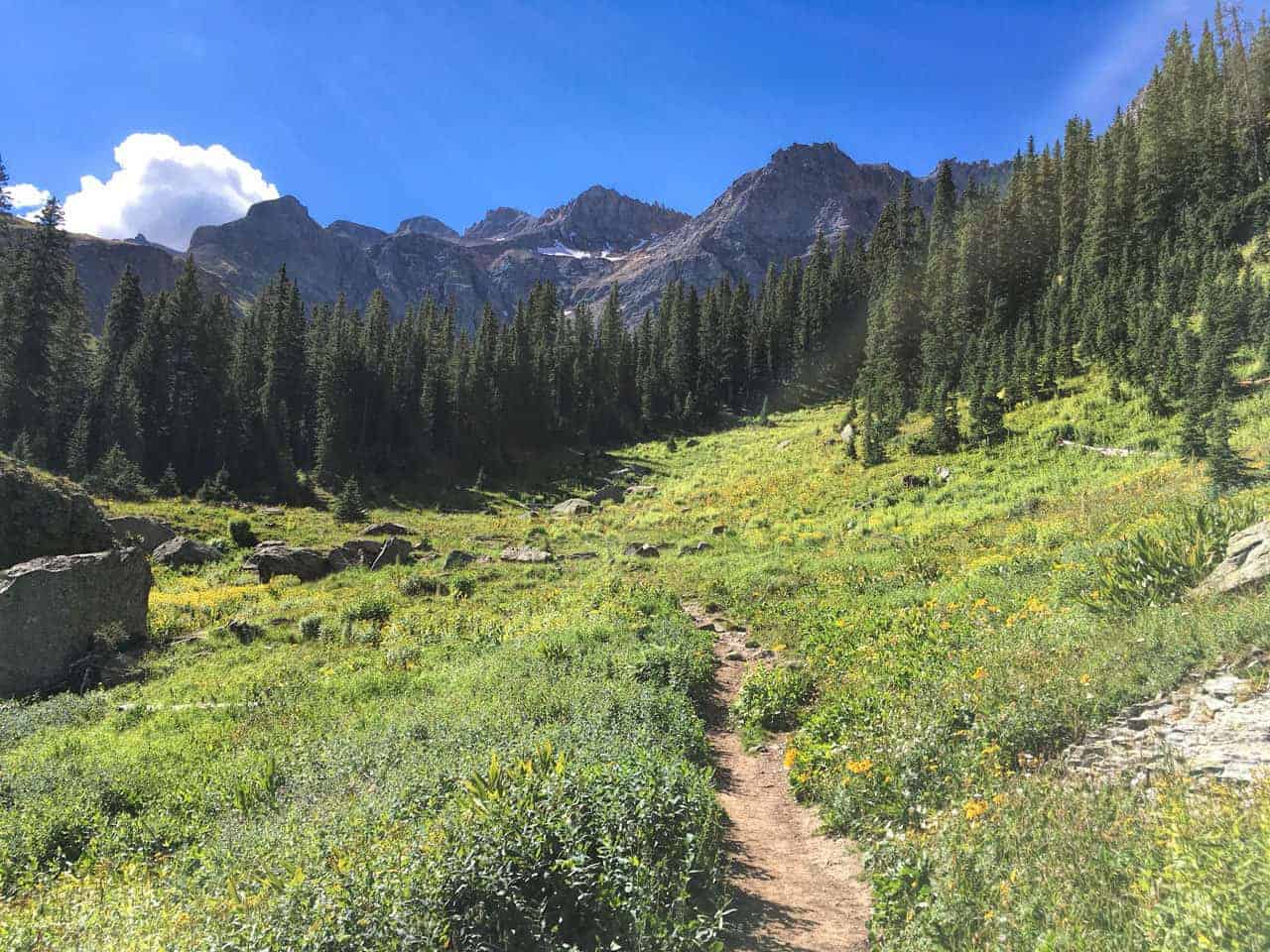 A dirt trail winding through a wildflower-filled alpine meadow leading toward a stand of pines and jagged peaks