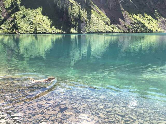 Teddy swimming across the clear turquoise lake, with a steep green mountainside reflected in the water