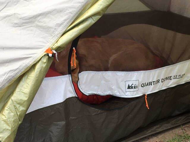 Teddy curled up asleep inside a green and orange REI Quarter Dome tent