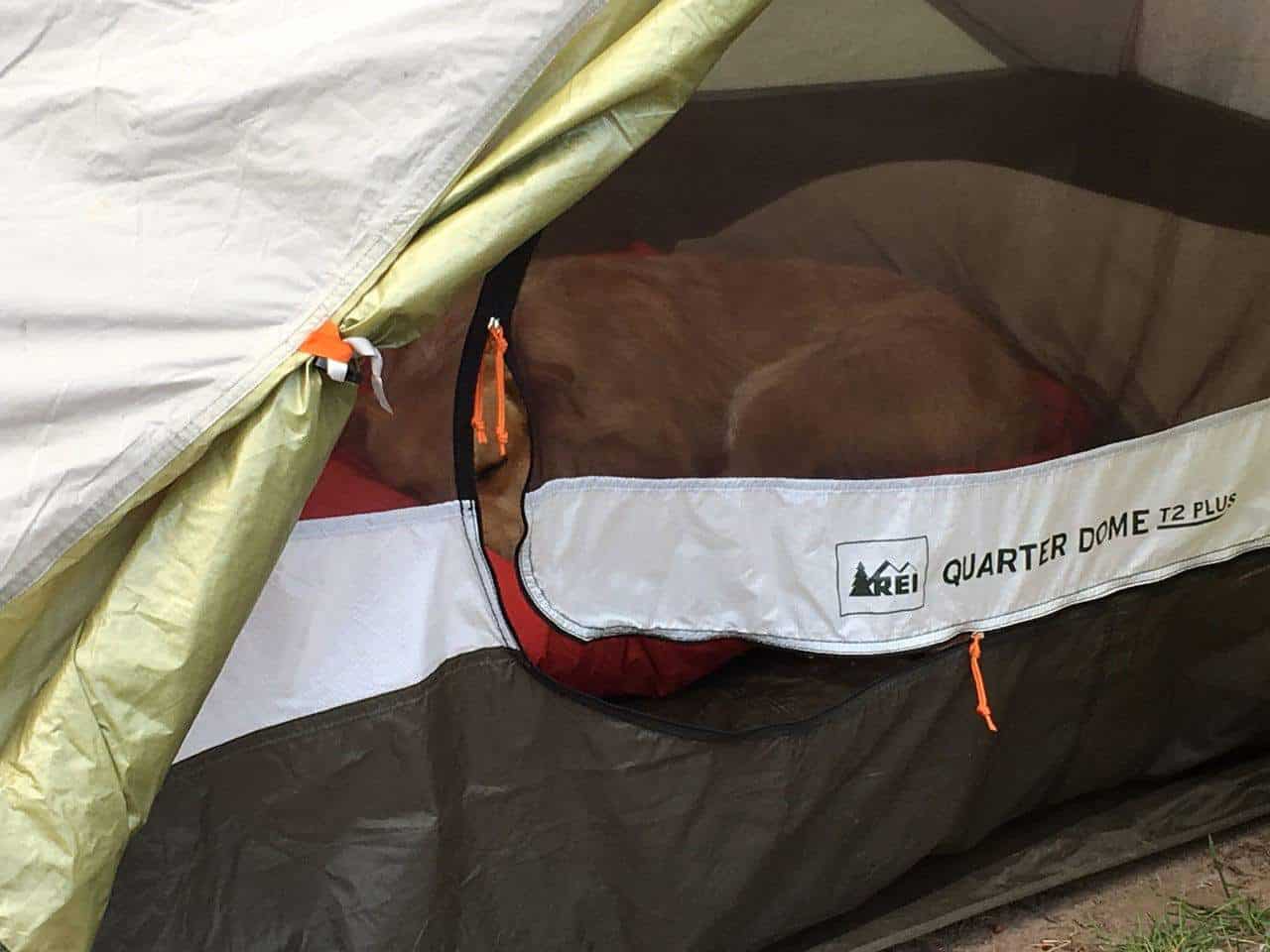 Teddy curled up asleep inside a green and orange REI Quarter Dome tent
