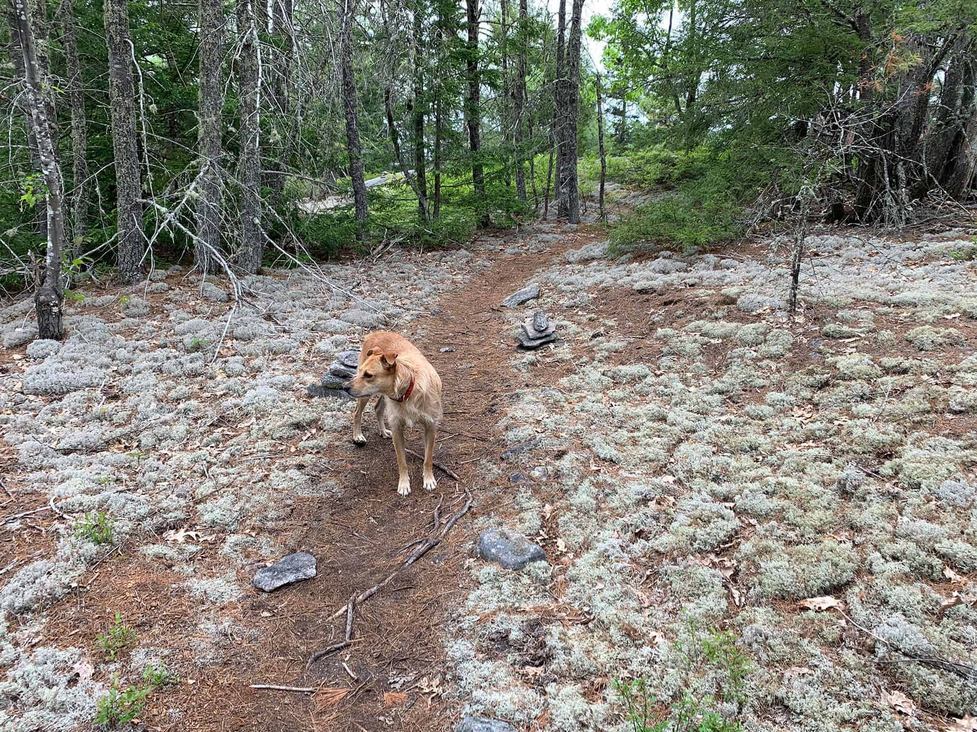 Old stone foundation ruins in the forest along a snowmobile trail