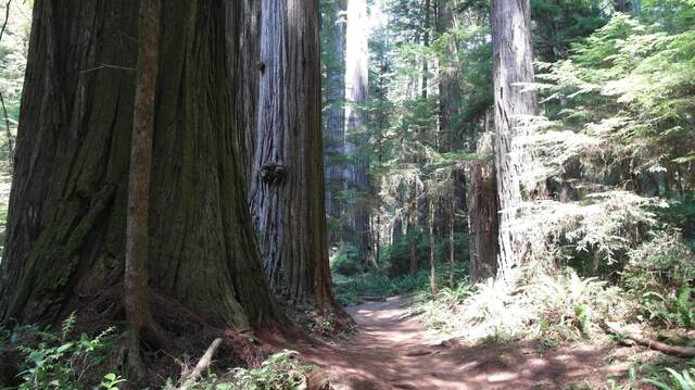 A dirt trail winding between massive old-growth redwood trunks in dappled forest light