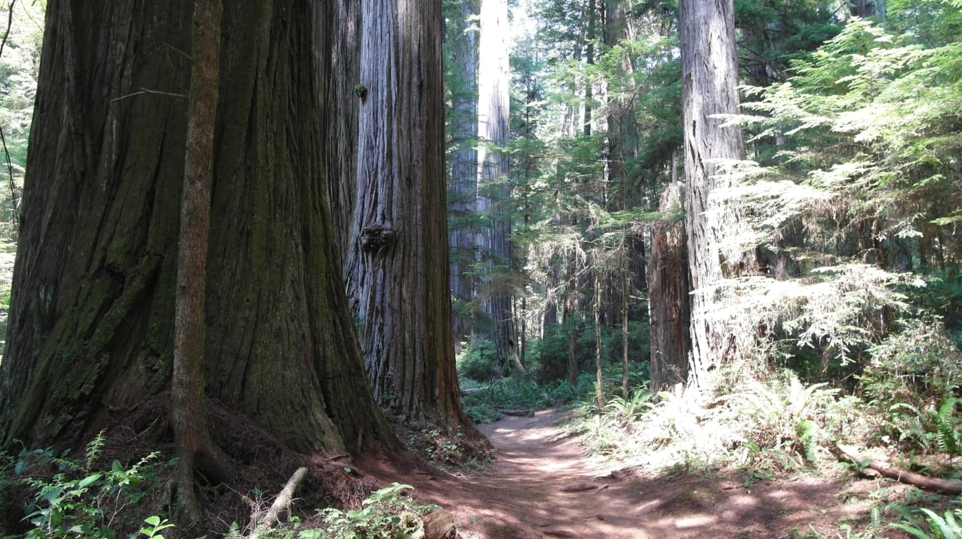 A dirt trail winding between massive old-growth redwood trunks in dappled forest light