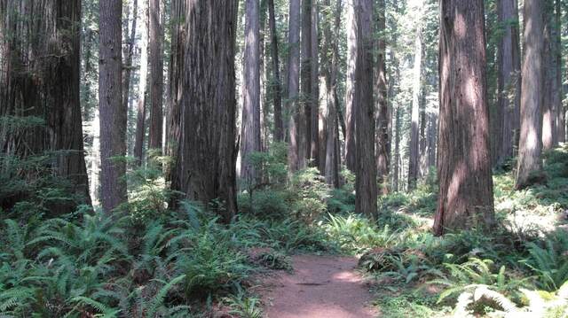Towering redwood trunks rising from a fern-covered forest floor along the Boy Scout Tree Trail