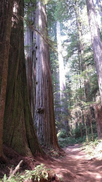 Sunlight filtering down between tall redwood trunks beside a narrow forest trail