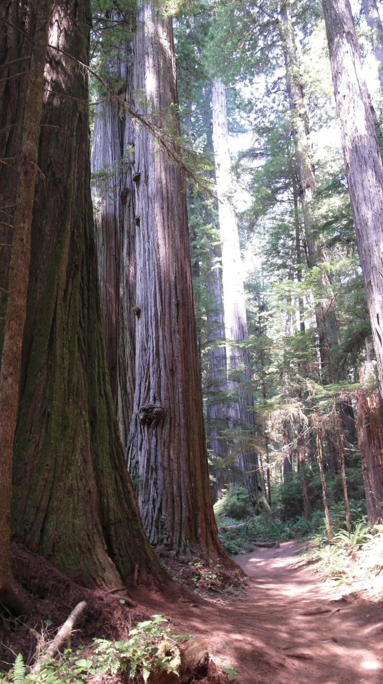 Sunlight filtering down between tall redwood trunks beside a narrow forest trail
