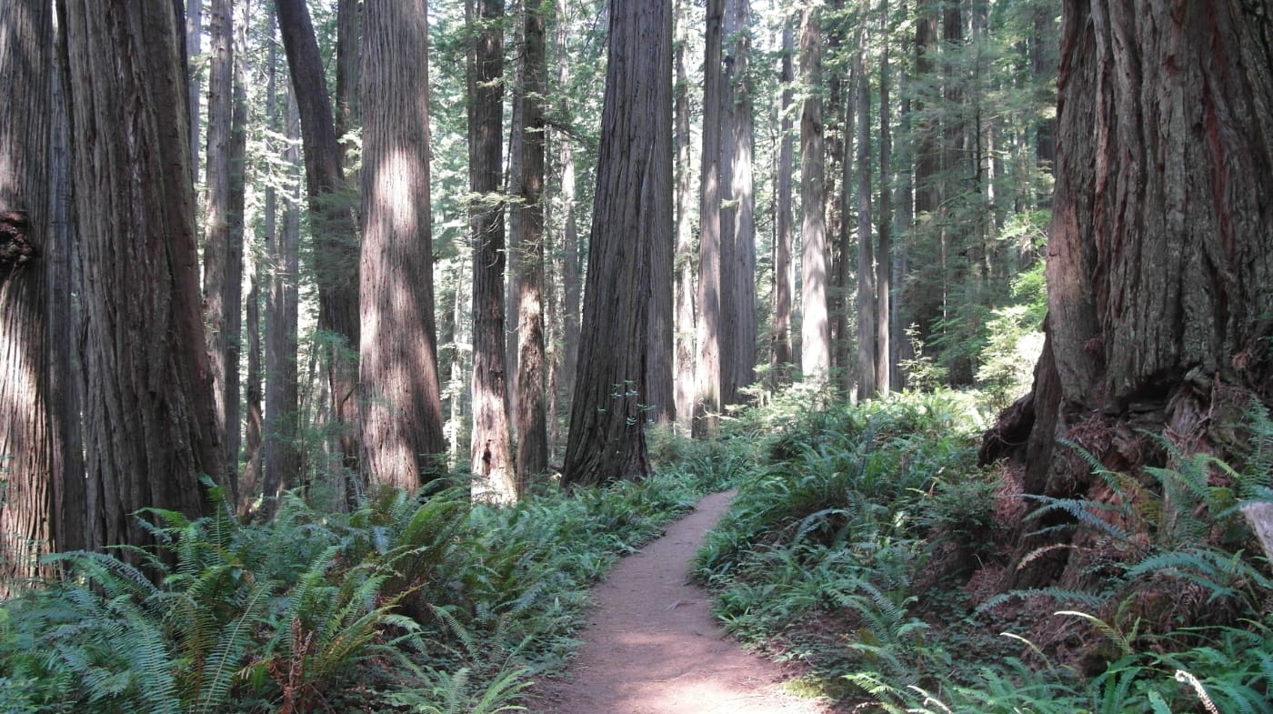 A trail curving through a grove of massive redwoods surrounded by ferns