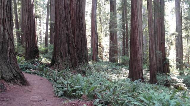 A dirt path winding through redwood trunks bathed in warm afternoon light, ferns lining the trail