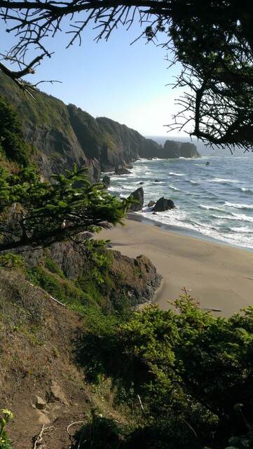 A sandy beach framed by evergreen branches, with sea stacks rising from the surf along the cliffs beyond