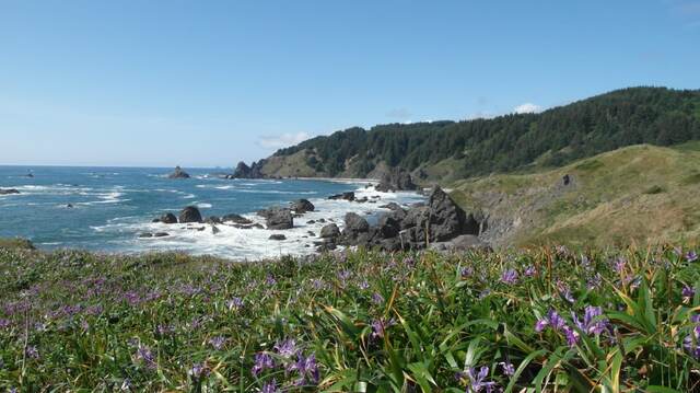 A rugged stretch of coastline with wildflowers in the foreground, sea stacks, and forested bluffs meeting the ocean