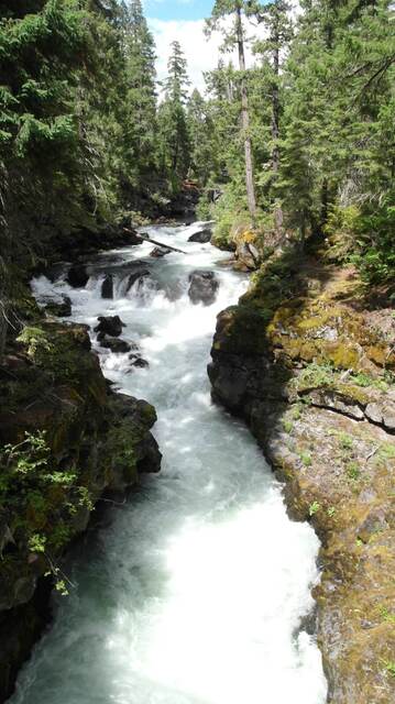 A forested gorge where the Rogue River rushes whitewater between mossy volcanic rock walls