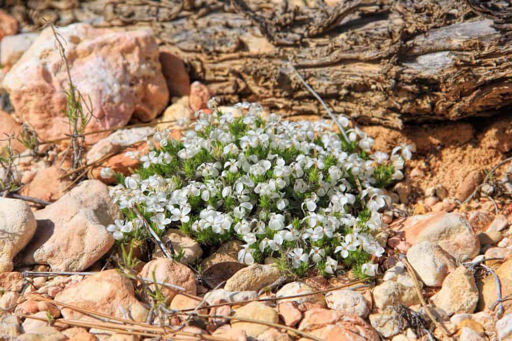 Prairie Phlox in bloom.