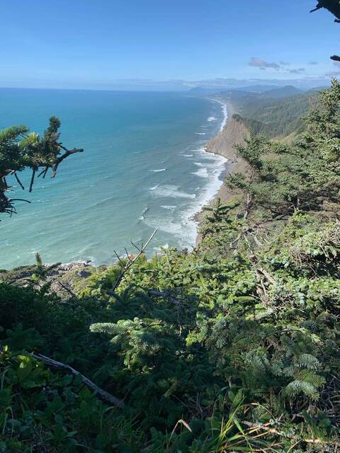Coastline stretching into the distance, framed by pine branches