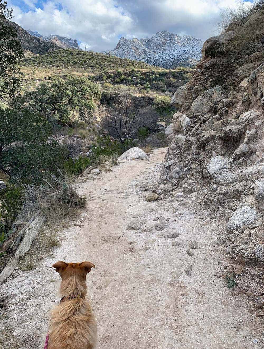 Teddy walking along a rocky desert trail toward the snow-dusted Catalina Mountains