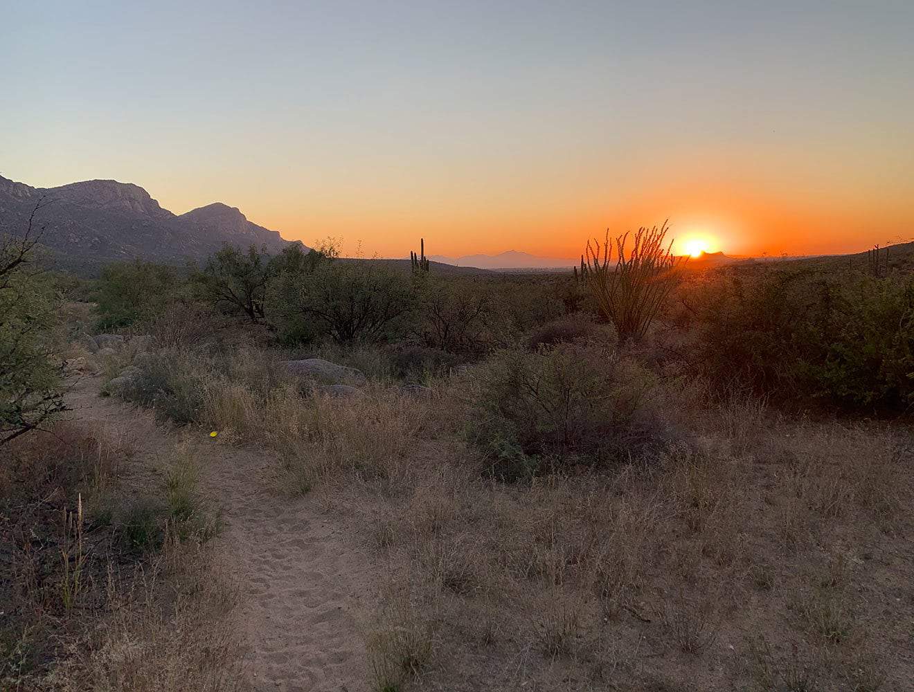 A desert sunset with an ocotillo and saguaro silhouetted against a glowing orange sky