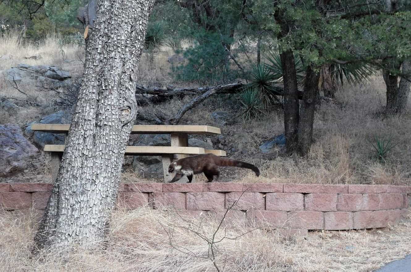 A white-nosed coati walking along a low stone wall near a picnic table in a wooded campground