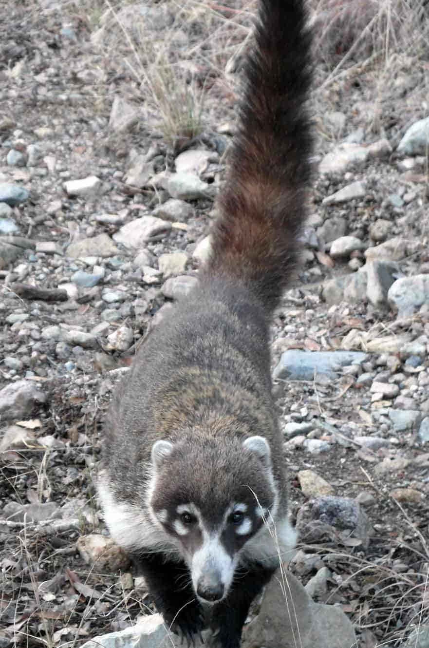 A white-nosed coati approaching closely across a rocky trail, its long ringed tail raised