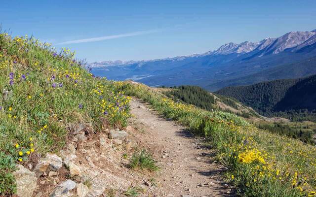 A dirt trail lined with purple and yellow wildflowers, leading toward distant mountains under a clear sky