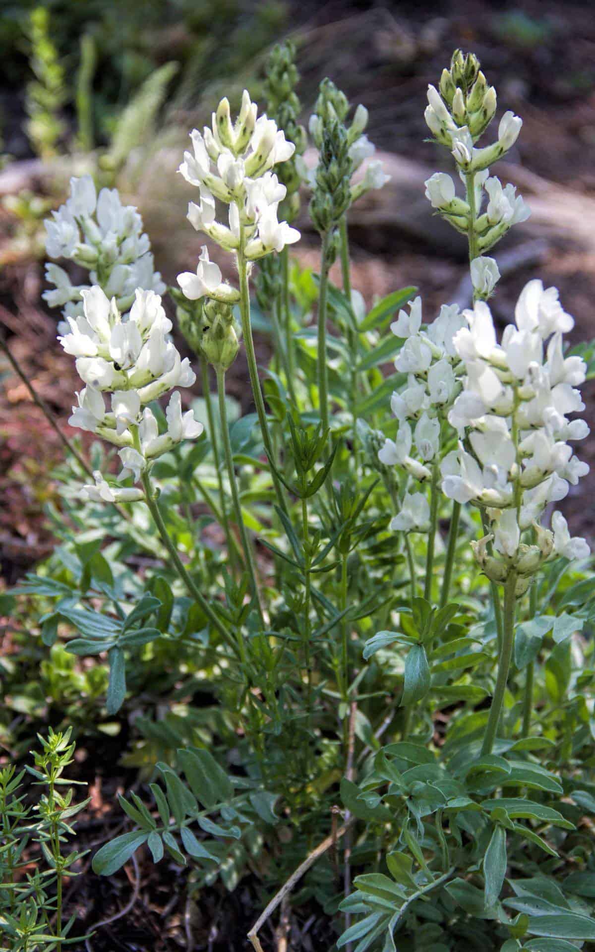 White Milkvetch in bloom.