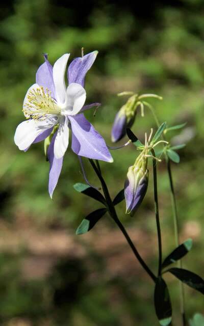 Colorado Columbine Flower
