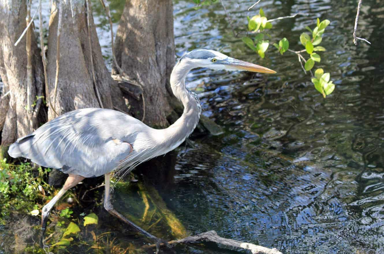 A great blue heron wading near cypress tree roots at the water's edge