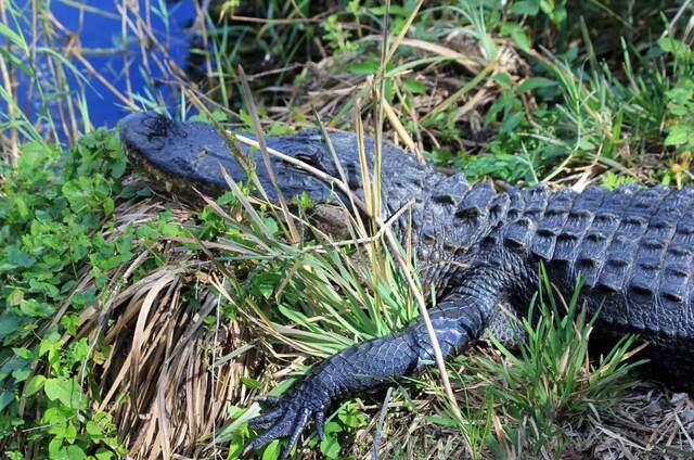 Everglades National Park, Everglades City FL