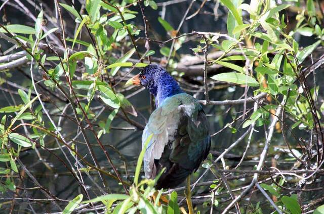 A purple gallinule perched in the brush along the water