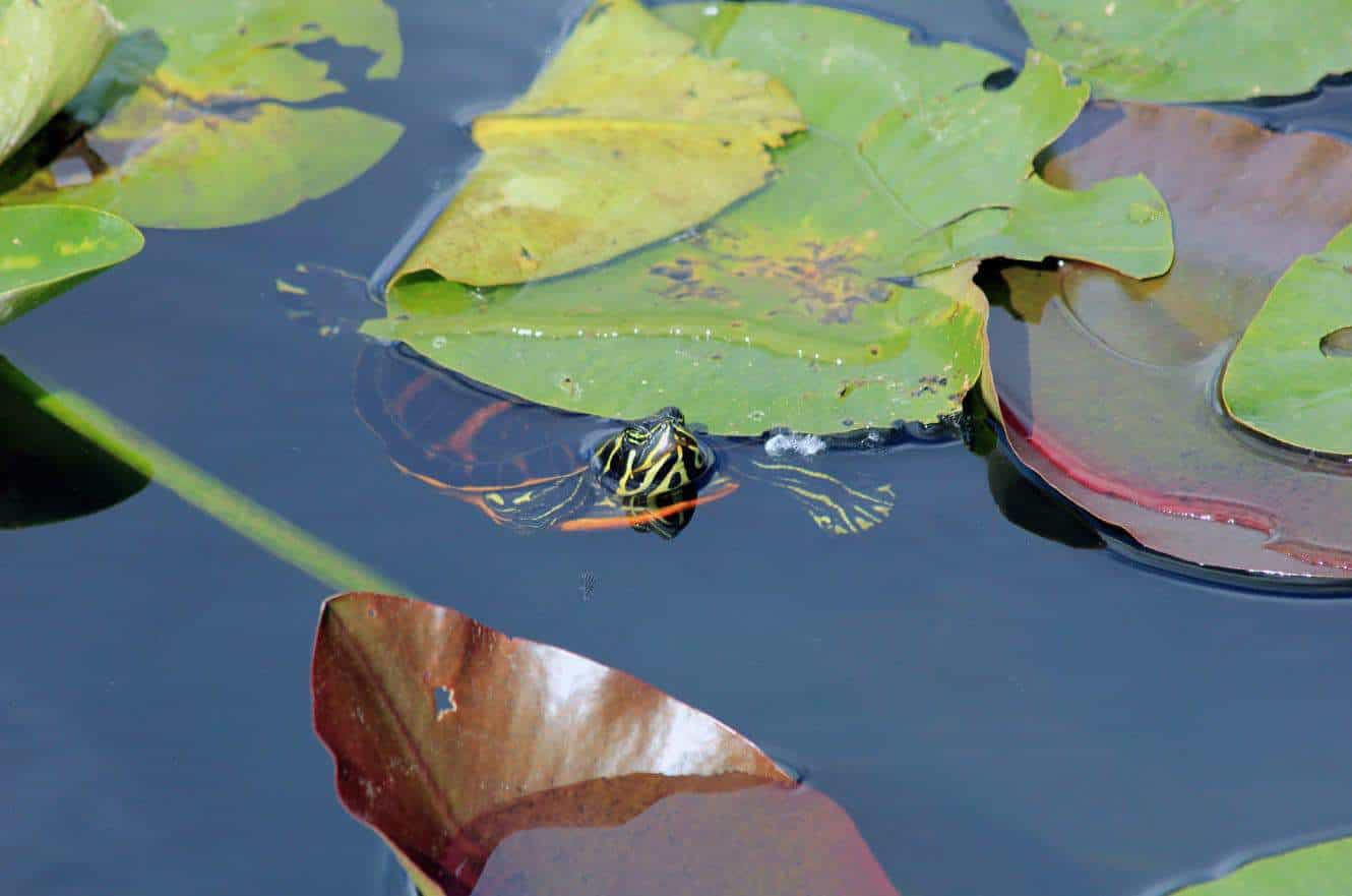 A painted turtle peeking above the water among lily pads