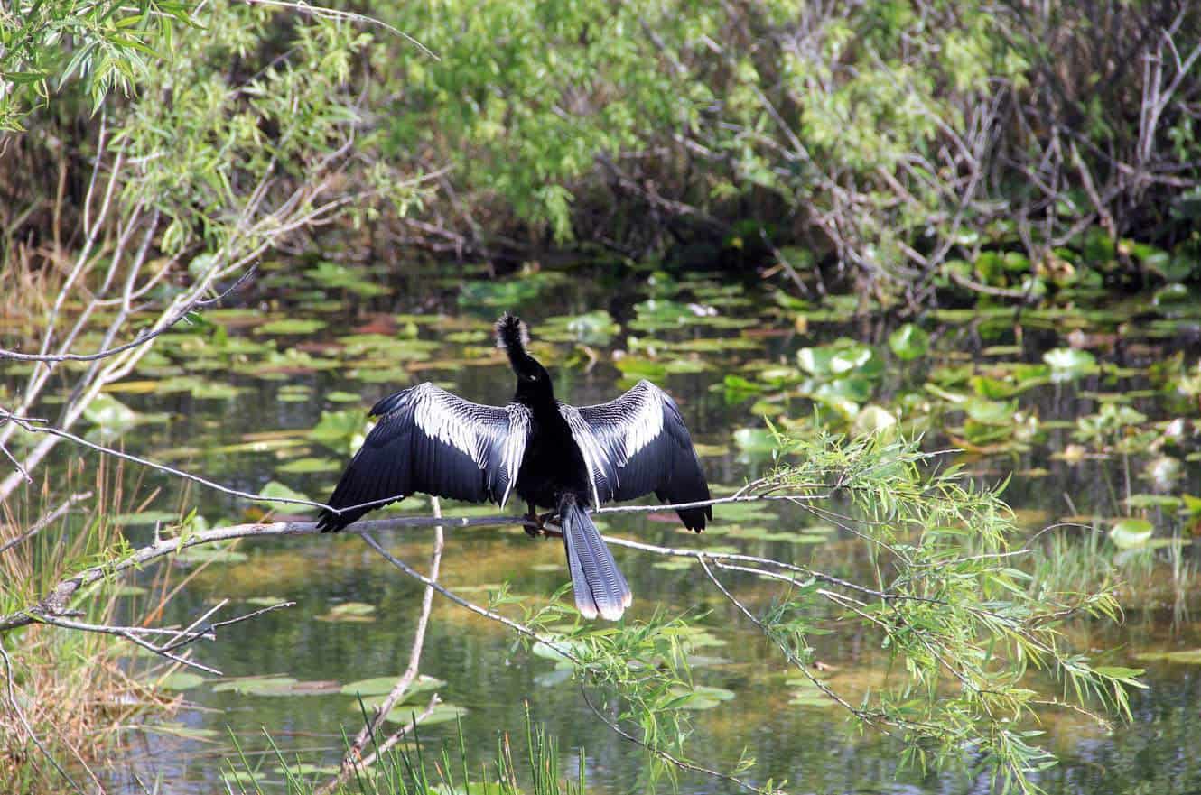 An anhinga drying its outstretched wings on a branch above the water