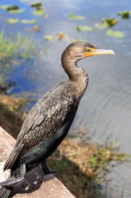A double-crested cormorant perched on a wooden railing beside the water