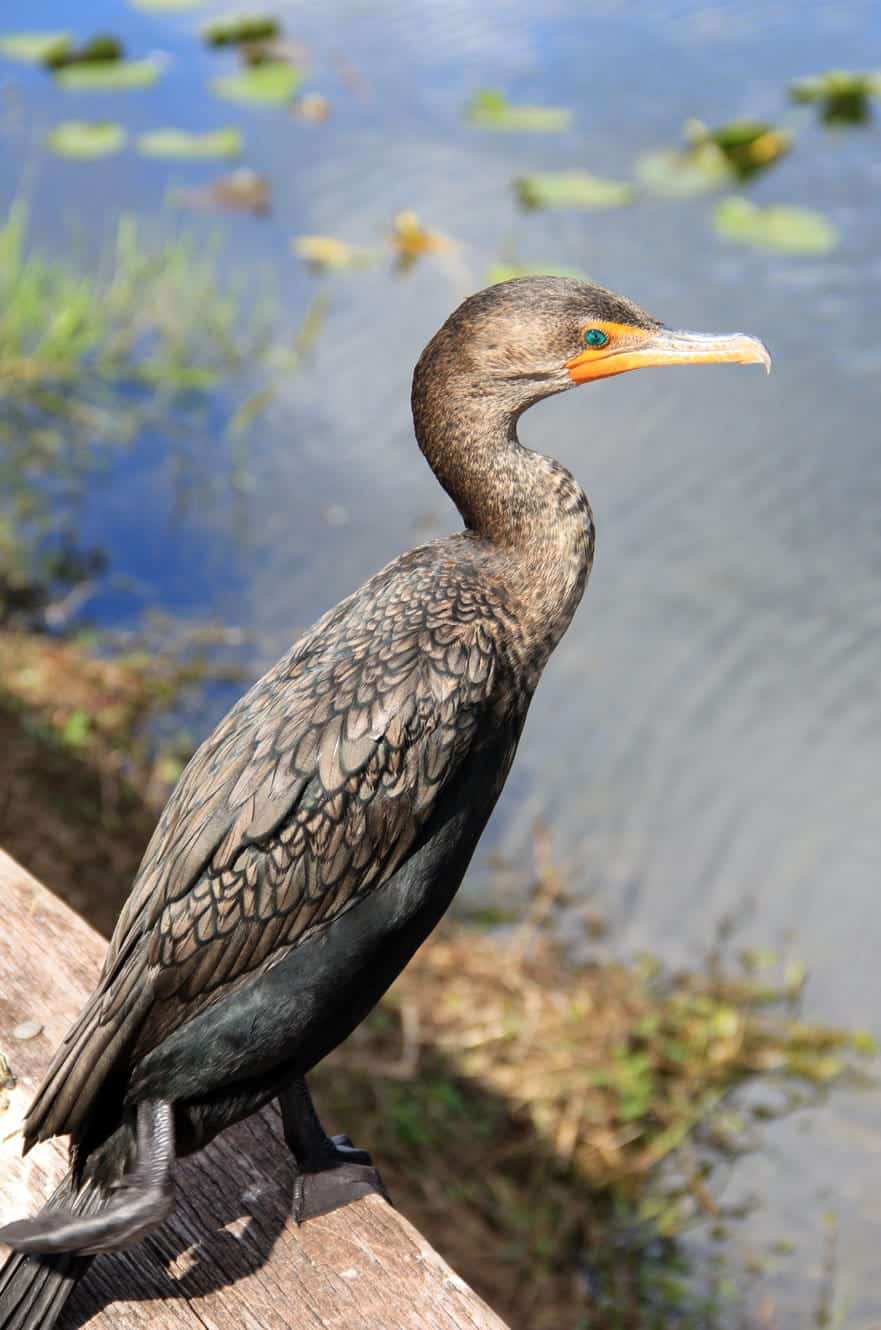 A double-crested cormorant perched on a wooden railing beside the water