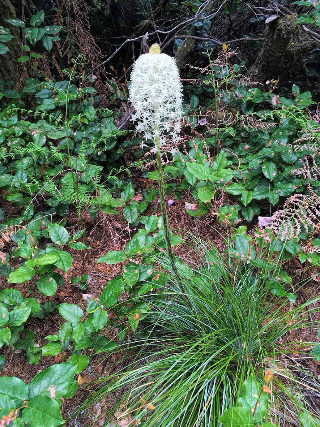 A tall bear grass flower spike topped with a dense white cluster of blooms, growing among ferns and salal in the forest understory