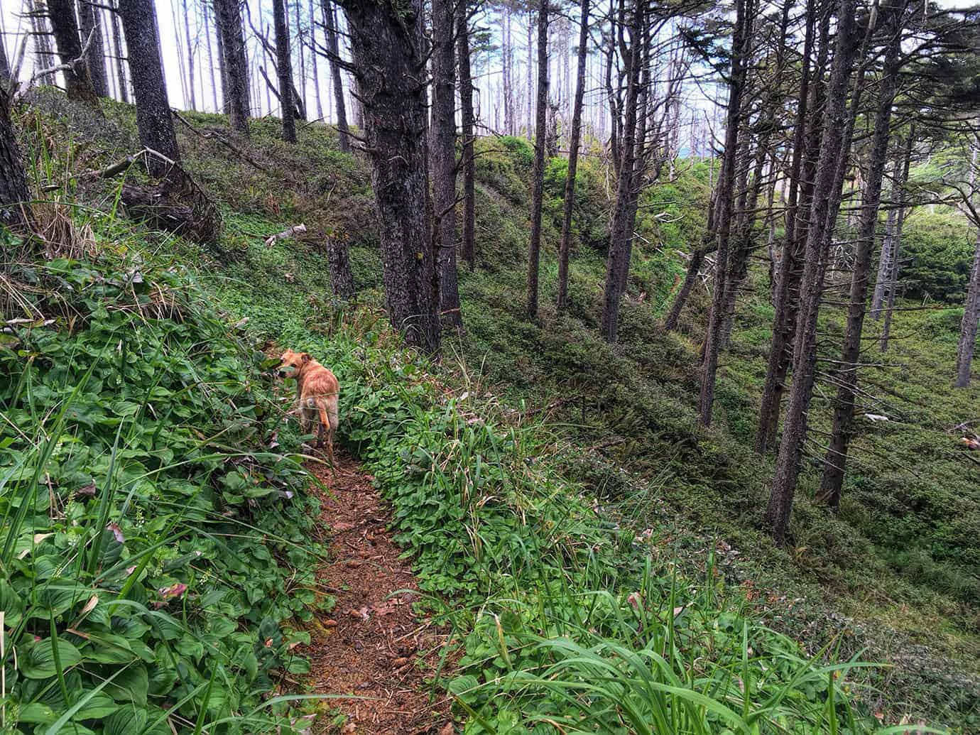 Teddy walking along a narrow forest trail through ferns and broad-leafed undergrowth, framed by tall conifers