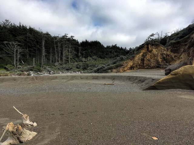A sun-bleached driftwood root on a sandy beach, with a golden eroded cliff and forested hillside beyond