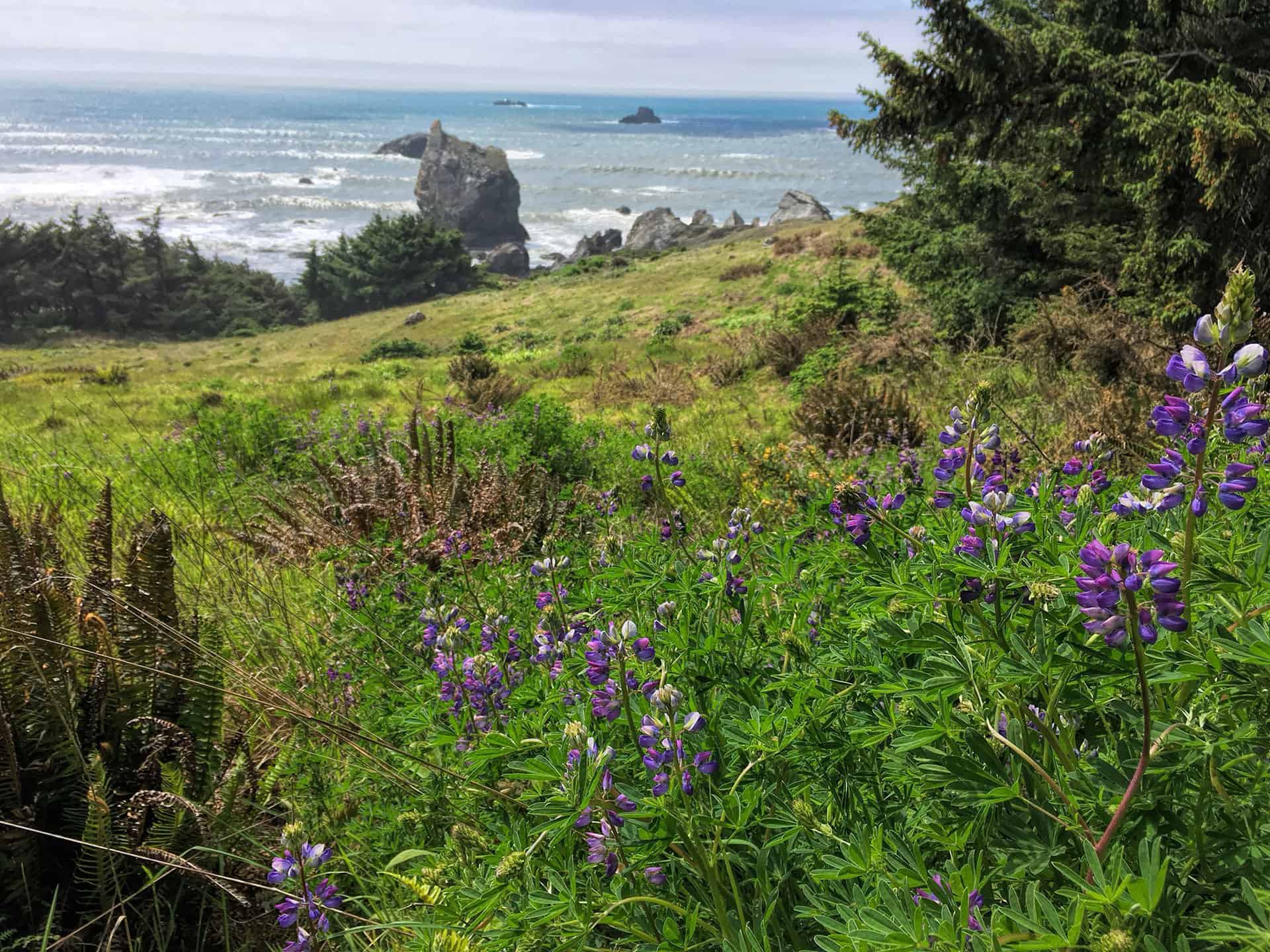 A grassy clifftop overlook with blooming purple lupine in the foreground and sea stacks rising from the ocean below