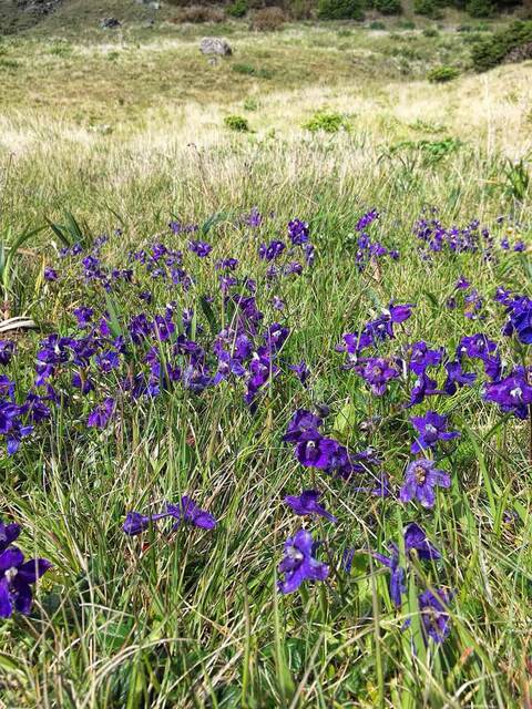 A close-up of tall purple larkspur wildflowers blooming in a grassy meadow